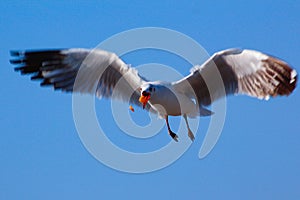 Free bird and freedom life over the ocean.