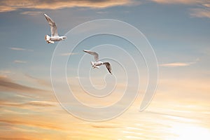Free Birds Flying On Sunset Sky Background - Freedom Concept