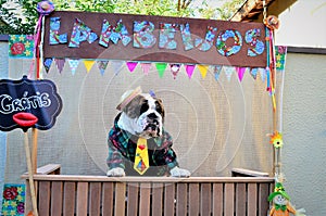 Free bulldog in a free licking stall waiting for customers