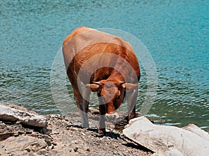 Free cow in Giacopiane lake photo