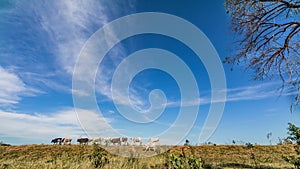 Free cows in the grassland of Paraguay.