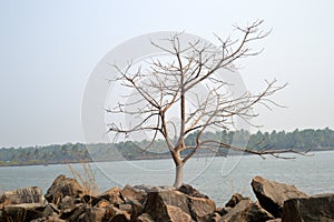 Un fiume Acqua gocce sabbia paesi blu un fiume un albero vuoto 