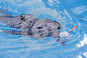 Free diving training on swimming pool