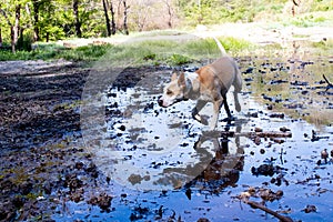 Free dog explores nature in a mud puddle. happy pit bull dog plays outdoors, training a dog in freedom. Dog pointing to something