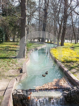 Free ducks swim in one of the channels of the Buen Retiro Park,