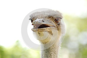 Free emu