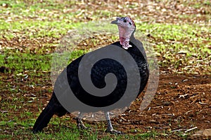 Female of domestic turkey Meleagris gallopavo. photo