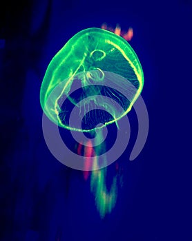Free-Floating Luminescent Jellyfish
