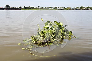 Free-floating Water Hyacinth