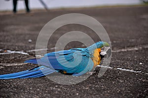 Free flying macaw