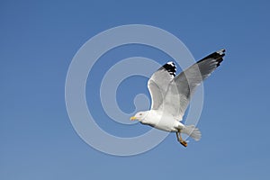 The Free flying Seagull photo