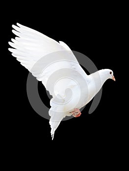 A free flying white dove photo