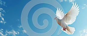 Free flying white dove against blue Sky