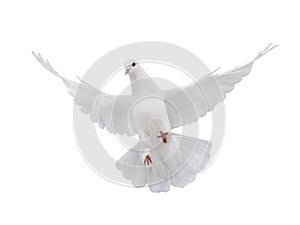 Free flying white dove isolated