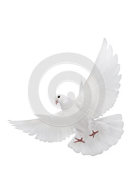 Free flying white dove isolated