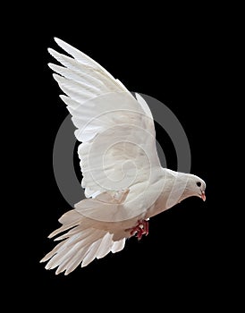 A free flying white dove isolated on a black