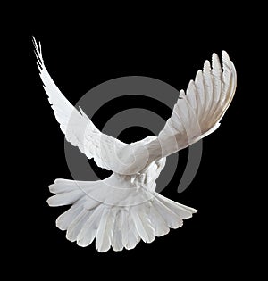 A free flying white dove isolated on a black