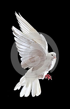 A free flying white dove isolated on a black