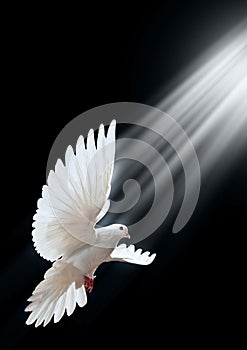 Voľný lietanie biely holubica na čierny 