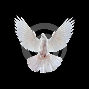 A free flying white dove isolated on a black photo