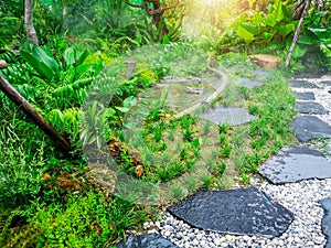 Free form pattern of black stone walkway and white gravel in a tropical backyard garden, greenery fern epiphyte plant