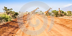 Free Giraffe in Kenya