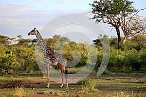 Free Giraffe in Kenya