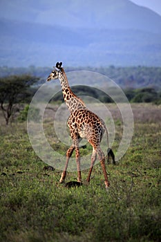 Free Giraffe in Kenya