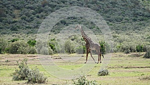 Free Giraffe In Kenya, Africa