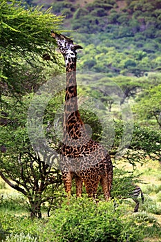 Free Giraffe in Tsavo National Park. Kenya