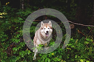 Free and gorgeous dog breed siberian husky standing in the green forest and looks like a wolf