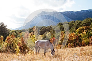 A free gray horse grazes in a meadow and around the autumn forest and blue Crimean mountains