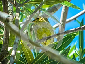 Free green and yellow bird in nature on tree and photo