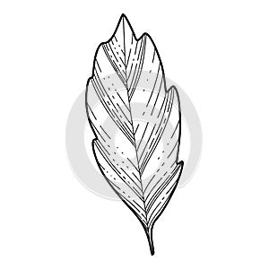 Free hand Sakura flower leaf vector, Beautiful line art Peach blossom leaves isolate on white background. Realistic hand