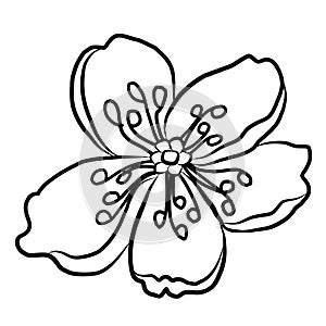 Free hand Sakura flower vector set, Beautiful line art Peach blossom isolate on white background.