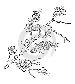 Free hand Sakura flower vector set, Beautiful line art Peach blossom isolate on white background