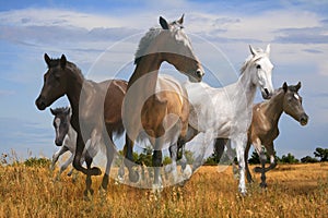 Free herd of horses galloping across the steppe