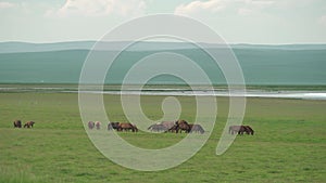 Free Herd of Wild Horses in Great Lakeside Meadow in Asia