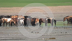 Free Herd of Wild Horses in Natural Lake Water