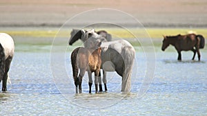 Free Herd of Wild Horses in Natural Lake Water