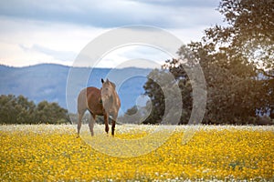 Free horse in a blossom meadow