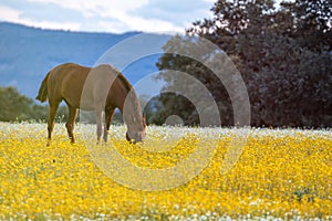 Free horse in a blossom meadow