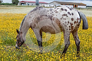 Free horse in a blossom meadow