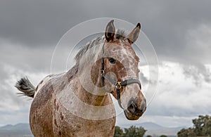 Free horse in a blossom meadow