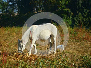 Free horse eating grass in the field photo