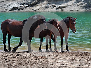 A free horse family in Giacopiane lake photo
