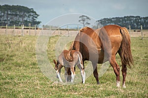 Free horse in a farm