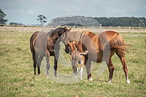 Free horse in a farm