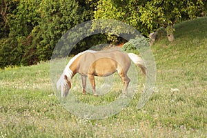 Free horse grazing in the woods