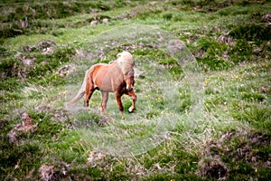 Free horse in Iceland that lives free